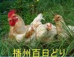 播州百日鶏